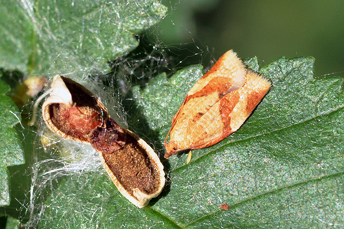 Tortricidae - Aphelia ferugana